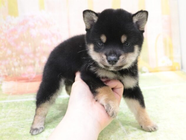 大阪府の豆柴 (アミーゴ鳳店/2025年9月30日生まれ/男の子/黒)の子犬の4枚目の画像