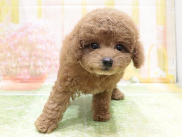 大阪府のトイプードル(トイ) (アミーゴ鳳店/2025年9月27日生まれ/女の子/レッド)の子犬の2枚目の画像