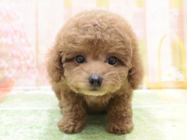 大阪府のトイプードル(トイ) (アミーゴ鳳店/2025年9月27日生まれ/女の子/レッド)の子犬の3枚目の画像