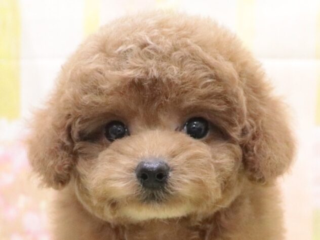 大阪府のトイプードル(トイ) (アミーゴ鳳店/2025年9月27日生まれ/女の子/レッド)の子犬の4枚目の画像