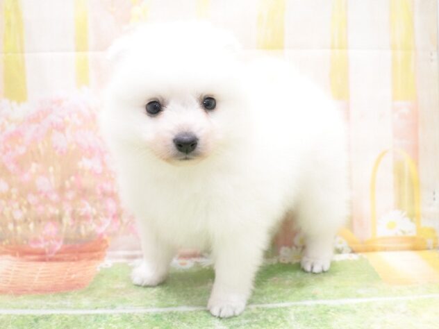 大阪府の日本スピッツ (アミーゴ鳳店/2025年9月28日生まれ/男の子/ホワイト)の子犬の2枚目の画像