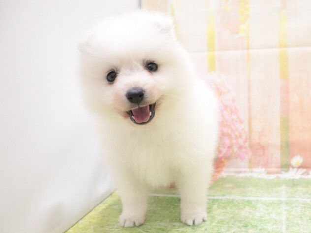 大阪府の日本スピッツ (アミーゴ鳳店/2025年9月28日生まれ/男の子/ホワイト)の子犬の4枚目の画像