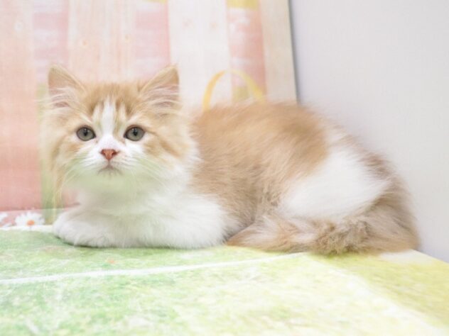 大阪府のミヌエット (アミーゴ鳳店/2025年9月5日生まれ/女の子/レッドタビーホワイト)の子猫の2枚目の画像