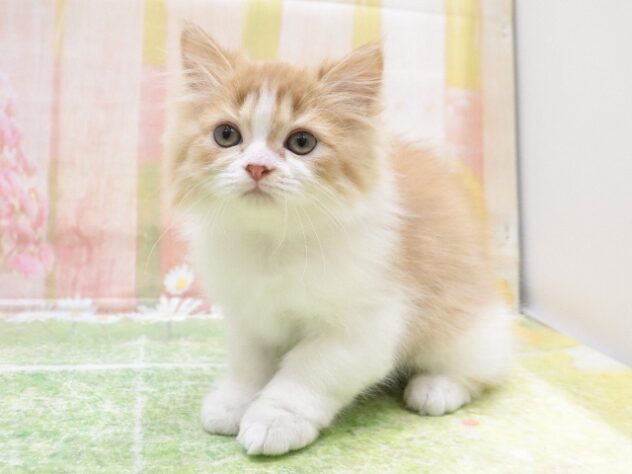 大阪府のミヌエット (アミーゴ鳳店/2025年9月5日生まれ/女の子/レッドタビーホワイト)の子猫の3枚目の画像