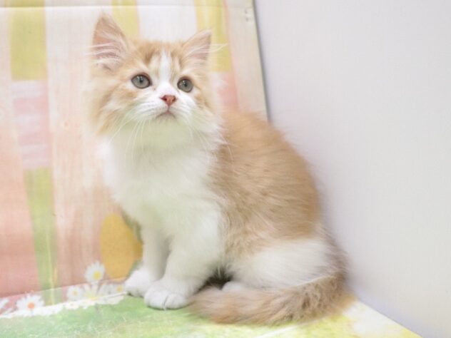 大阪府のミヌエット (アミーゴ鳳店/2025年9月5日生まれ/女の子/レッドタビーホワイト)の子猫の4枚目の画像