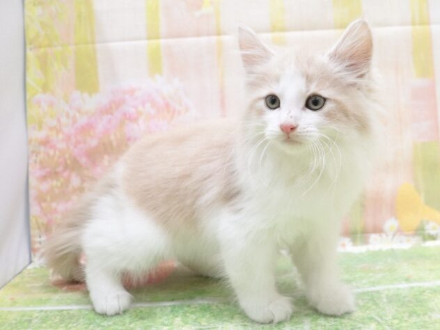 子猫の詳細情報 (大阪府/2025年9月24日生まれ/男の子/クリームタビー