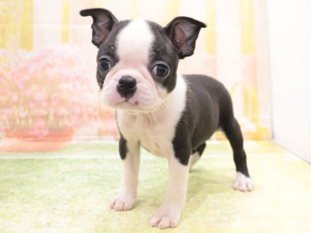 大阪府のボストンテリア (アミーゴ鳳店/2025年9月8日生まれ/女の子/ボストンカラー)の子犬の2枚目の画像