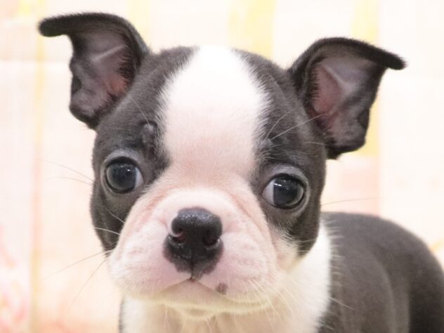 大阪府のボストンテリア (アミーゴ鳳店/2025年9月8日生まれ/女の子/ボストンカラー)の子犬の3枚目の画像