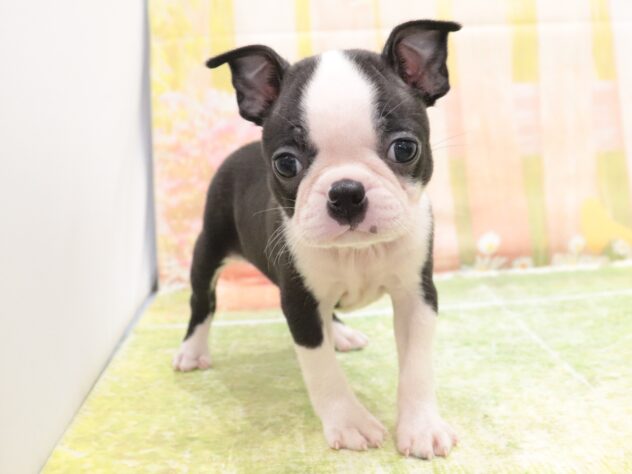 大阪府のボストンテリア (アミーゴ鳳店/2025年9月8日生まれ/女の子/ボストンカラー)の子犬の4枚目の画像