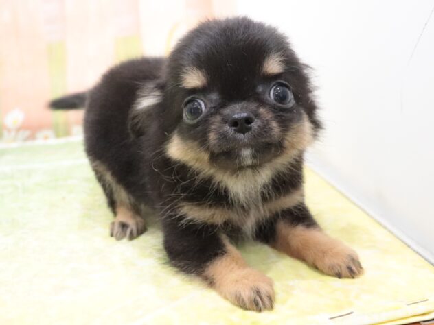 大阪府のチワワ(ロング) (アミーゴ鳳店/2025年9月9日生まれ/男の子/ブラックタン)の子犬の2枚目の画像