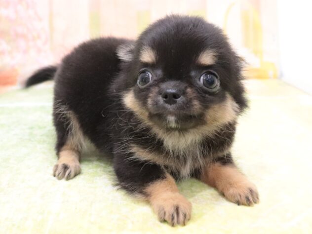 大阪府のチワワ(ロング) (アミーゴ鳳店/2025年9月9日生まれ/男の子/ブラックタン)の子犬の3枚目の画像