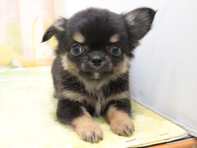 大阪府のチワワ(ロング) (アミーゴ鳳店/2025年9月9日生まれ/男の子/ブラックタン)の子犬の4枚目の画像