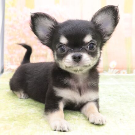 大阪府のチワワ(ロング) (アミーゴ鳳店/2025年9月4日生まれ/女の子/ブラックタン)の子犬の2枚目の画像