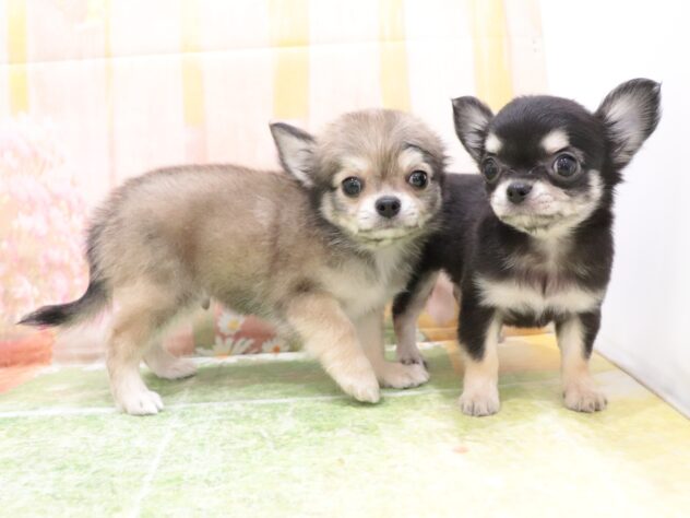 大阪府のチワワ(ロング) (アミーゴ鳳店/2025年9月4日生まれ/女の子/ブラックタン)の子犬の4枚目の画像