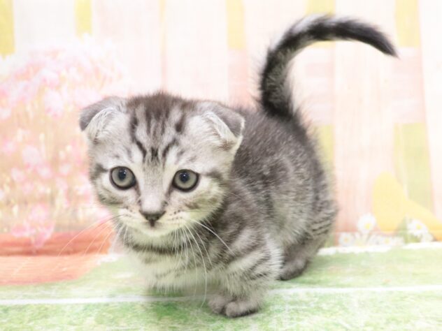 大阪府のマンチカン (アミーゴ鳳店/2025年9月4日生まれ/男の子/シルバータビー　ショート)の子猫の2枚目の画像