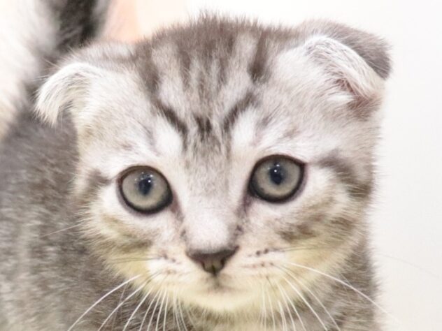 大阪府のマンチカン (アミーゴ鳳店/2025年9月4日生まれ/男の子/シルバータビー　ショート)の子猫の3枚目の画像