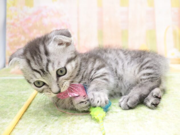 大阪府のマンチカン (アミーゴ鳳店/2025年9月4日生まれ/男の子/シルバータビー　ショート)の子猫の4枚目の画像