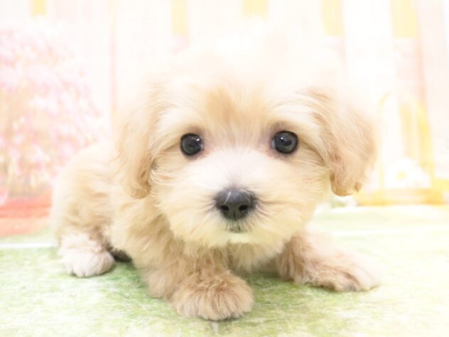 大阪府のハーフ犬・ミックス犬 (アミーゴ鳳店/2025年9月8日生まれ/女の子/クリーム)の子犬の2枚目の画像