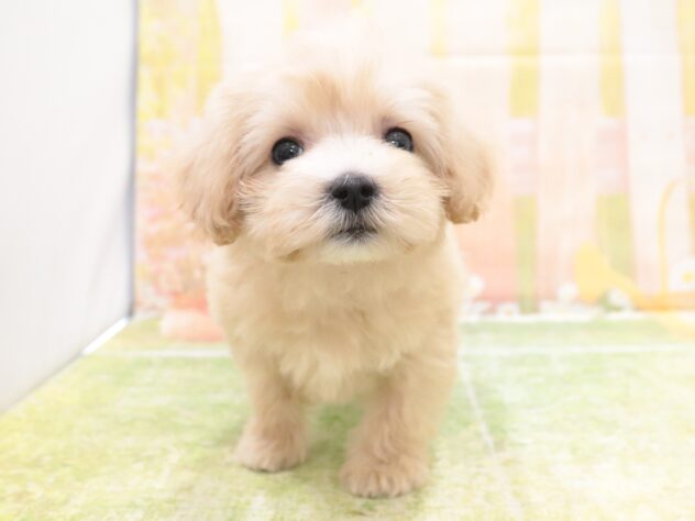 大阪府のハーフ犬・ミックス犬 (アミーゴ鳳店/2025年9月8日生まれ/女の子/クリーム)の子犬の3枚目の画像