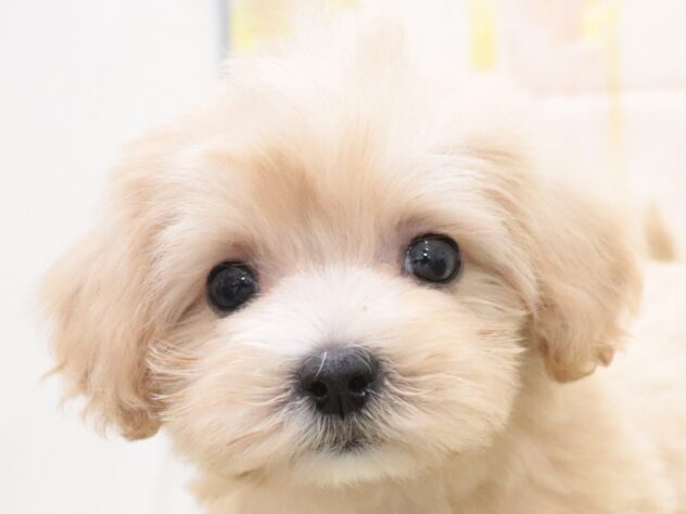 大阪府のハーフ犬・ミックス犬 (アミーゴ鳳店/2025年9月8日生まれ/女の子/クリーム)の子犬の4枚目の画像