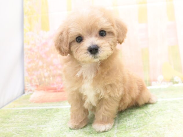 大阪府のハーフ犬・ミックス犬 (アミーゴ鳳店/2025年9月8日生まれ/男の子/クリーム)の子犬の2枚目の画像