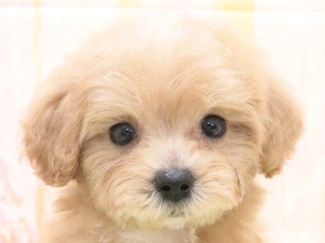 大阪府のハーフ犬・ミックス犬 (アミーゴ鳳店/2025年9月8日生まれ/男の子/クリーム)の子犬の3枚目の画像