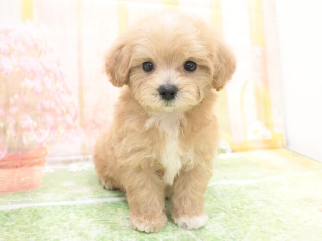 大阪府のハーフ犬・ミックス犬 (アミーゴ鳳店/2025年9月8日生まれ/男の子/クリーム)の子犬の4枚目の画像