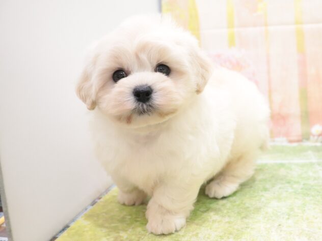 大阪府のハーフ犬・ミックス犬 (アミーゴ鳳店/2025年9月7日生まれ/男の子/クリーム)の子犬の2枚目の画像