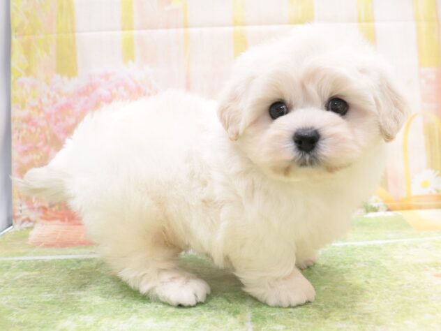 大阪府のハーフ犬・ミックス犬 (アミーゴ鳳店/2025年9月7日生まれ/男の子/クリーム)の子犬の3枚目の画像