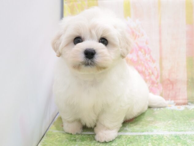 大阪府のハーフ犬・ミックス犬 (アミーゴ鳳店/2025年9月7日生まれ/男の子/クリーム)の子犬の4枚目の画像