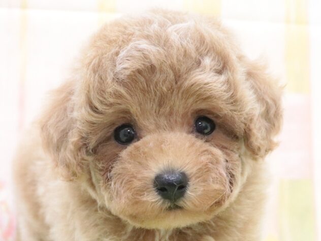 大阪府のトイプードル(トイ) (アミーゴ鳳店/2025年9月7日生まれ/男の子/アプリコット)の子犬の2枚目の画像