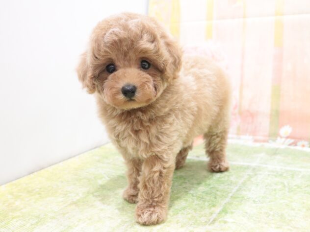 大阪府のトイプードル(トイ) (アミーゴ鳳店/2025年9月7日生まれ/男の子/アプリコット)の子犬の3枚目の画像
