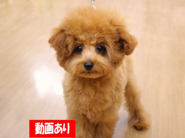 兵庫県のトイプードル(トイ) (ペット・プラザ アミーゴ三田店/2025年7月19日生まれ/女の子/レッド)の子犬の1枚目の画像