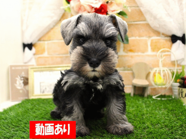 兵庫県のミニチュアシュナウザー (ペット・プラザ アミーゴ三田店/2025年9月24日生まれ/女の子/ソルトペッパー)の子犬の1枚目の画像