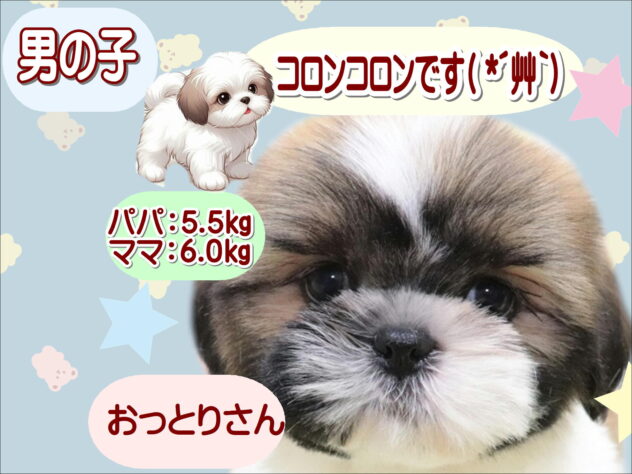 大阪府のシーズー (アミーゴ鳳店/2025年9月22日生まれ/男の子/ホワイトゴールド)の子犬の1枚目の画像