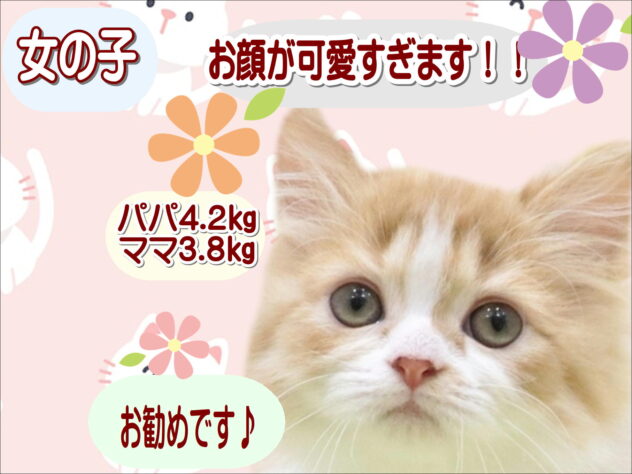 大阪府のミヌエット (アミーゴ鳳店/2025年9月5日生まれ/女の子/レッドタビーホワイト)の子猫の1枚目の画像