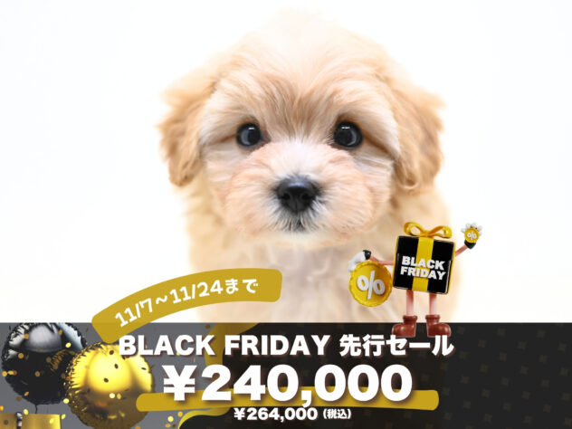 岡山県のハーフ犬・ミックス犬 (アミーゴ大安寺店/2025年9月8日生まれ/男の子/クリーム)の子犬