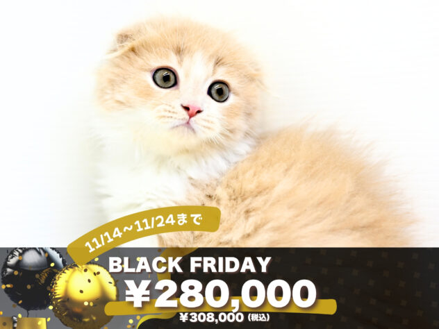 岡山県のフォールデックス (アミーゴ大安寺店/2025年8月17日生まれ/男の子/クリームタビーホワイト)の子猫の1枚目の画像