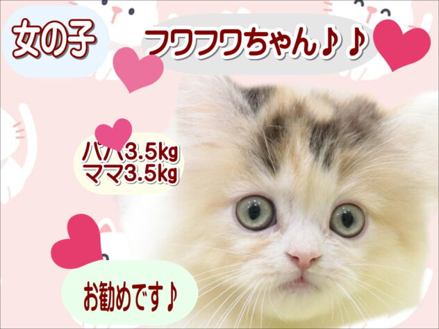 大阪府のマンチカン (アミーゴ鳳店/2025年9月15日生まれ/女の子/ブラウンタビーホワイト)の子猫