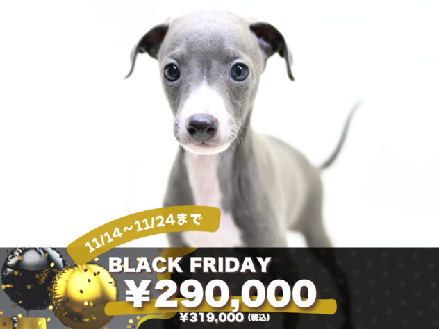 岡山県のイタリアングレーハウンド (アミーゴ大安寺店/2025年9月15日生まれ/男の子/ブルーホワイト)の子犬の1枚目の画像