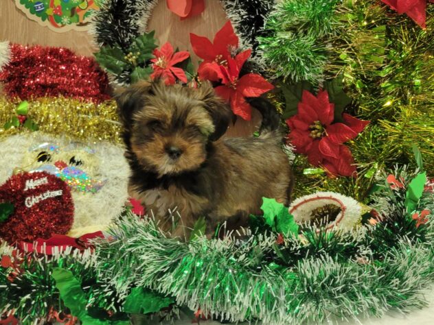 福島県のハーフ犬・ミックス犬 (アミーゴ須賀川店/2025年8月9日生まれ/男の子/レッド)の子犬の1枚目の画像