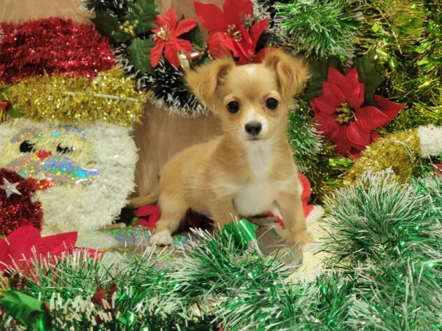 福島県のハーフ犬・ミックス犬 (アミーゴ須賀川店/2025年8月18日生まれ/女の子/クリーム)の子犬の1枚目の画像