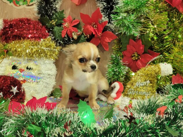 福島県のチワワ(ロング) (アミーゴ須賀川店/2025年7月3日生まれ/女の子/レッドホワイト)の子犬の1枚目の画像