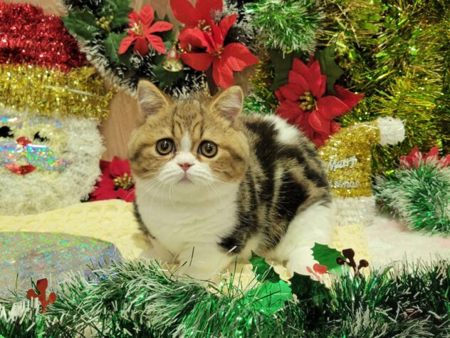 福島県のミヌエット (アミーゴ須賀川店/2025年7月5日生まれ/男の子/ブラウンタビーホワイト)の子猫の2枚目の画像