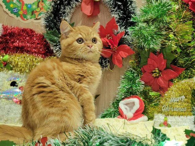 福島県のミヌエット (アミーゴ須賀川店/2025年7月15日生まれ/男の子/レッドタビー)の子猫の1枚目の画像