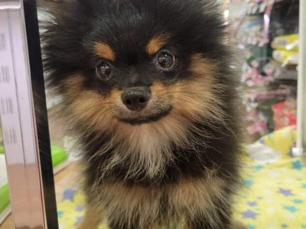 福島県のポメラニアン (アミーゴ須賀川店/2025年6月23日生まれ/男の子/ブラックタン)の子犬の1枚目の画像