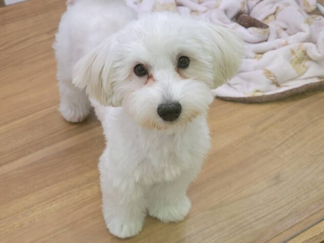 福島県のハーフ犬・ミックス犬 (アミーゴ須賀川店/2025年4月21日生まれ/男の子/クリーム)の子犬の2枚目の画像