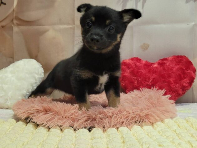 福島県のハーフ犬・ミックス犬 (アミーゴ須賀川店/2025年7月27日生まれ/男の子/ブラックタン)の子犬の1枚目の画像