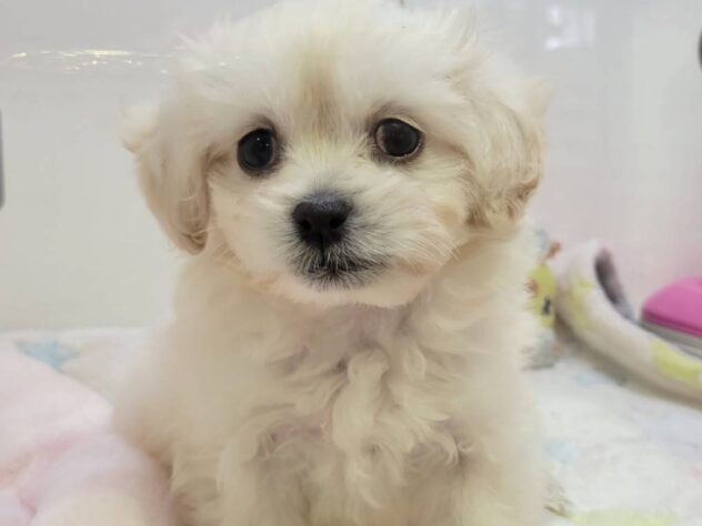 福島県のハーフ犬・ミックス犬 (アミーゴ須賀川店/2025年8月18日生まれ/男の子/クリーム)の子犬の2枚目の画像