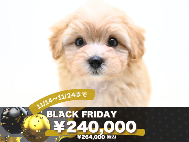 岡山県のハーフ犬・ミックス犬 (アミーゴ大安寺店/2025年9月8日生まれ/男の子/クリーム)の子犬